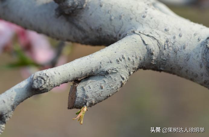 想要果树长好怎么管理,修剪时如何区分桃树的果芽和叶芽