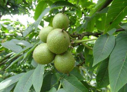 核桃举肢蛾是食叶虫吗,核桃举肢蛾幼虫