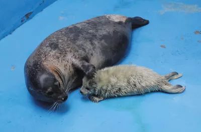 大连斑海豹保护区,盘锦斑海豹自然保护区