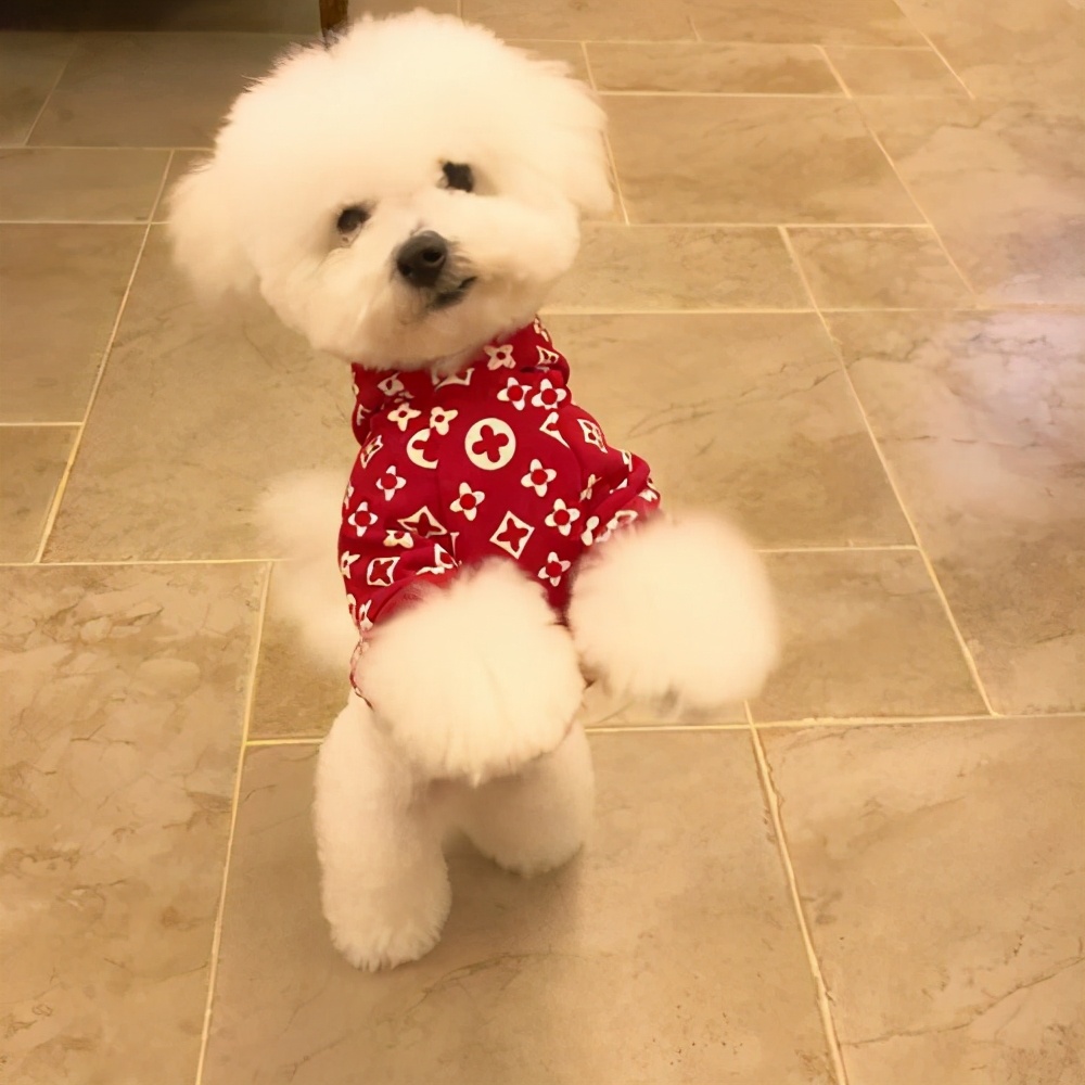 泰迪挑食不吃狗粮吃冻干肉零食,泰迪挑食不吃干狗粮怎么办