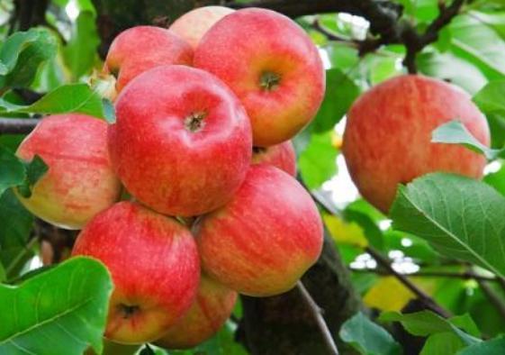 苹果怎么选能选到又甜又脆的,苹果要怎么选才是最甜的