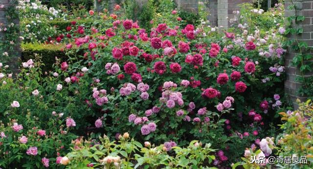 四季开花的庭院爬藤,庭院爬藤花期长哪种最好