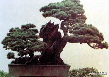 丛林式盆景欣赏,盆景欣赏及制作