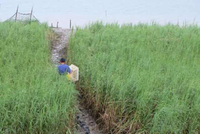 这植物原是“生态系统工程师”，隐藏多年爆发，成了“生态杀手”