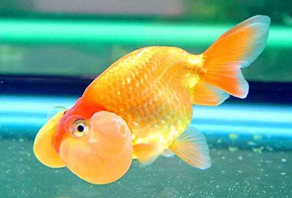 养观赏鱼小知识大全,养观赏鱼知识大全