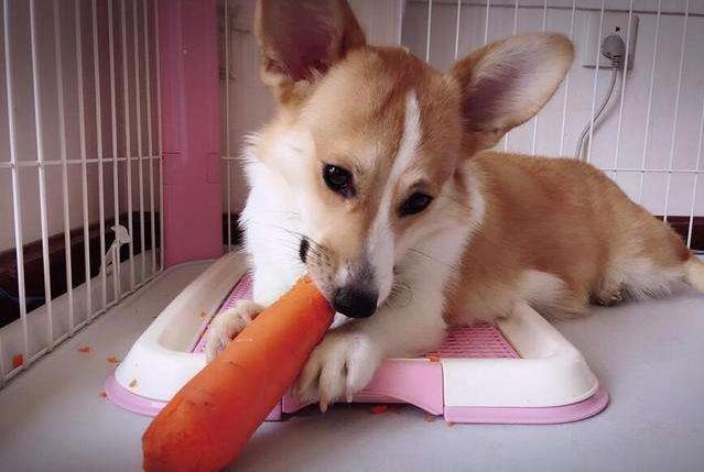 狗狗换毛季的正确方法,狗狗换毛正确处理方法