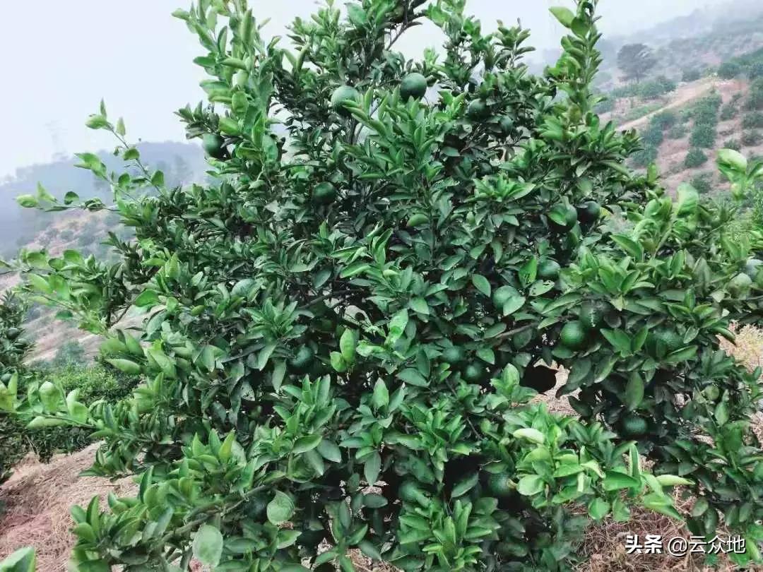 当前柑橘高产的种植技术,甜桔柚高产品种