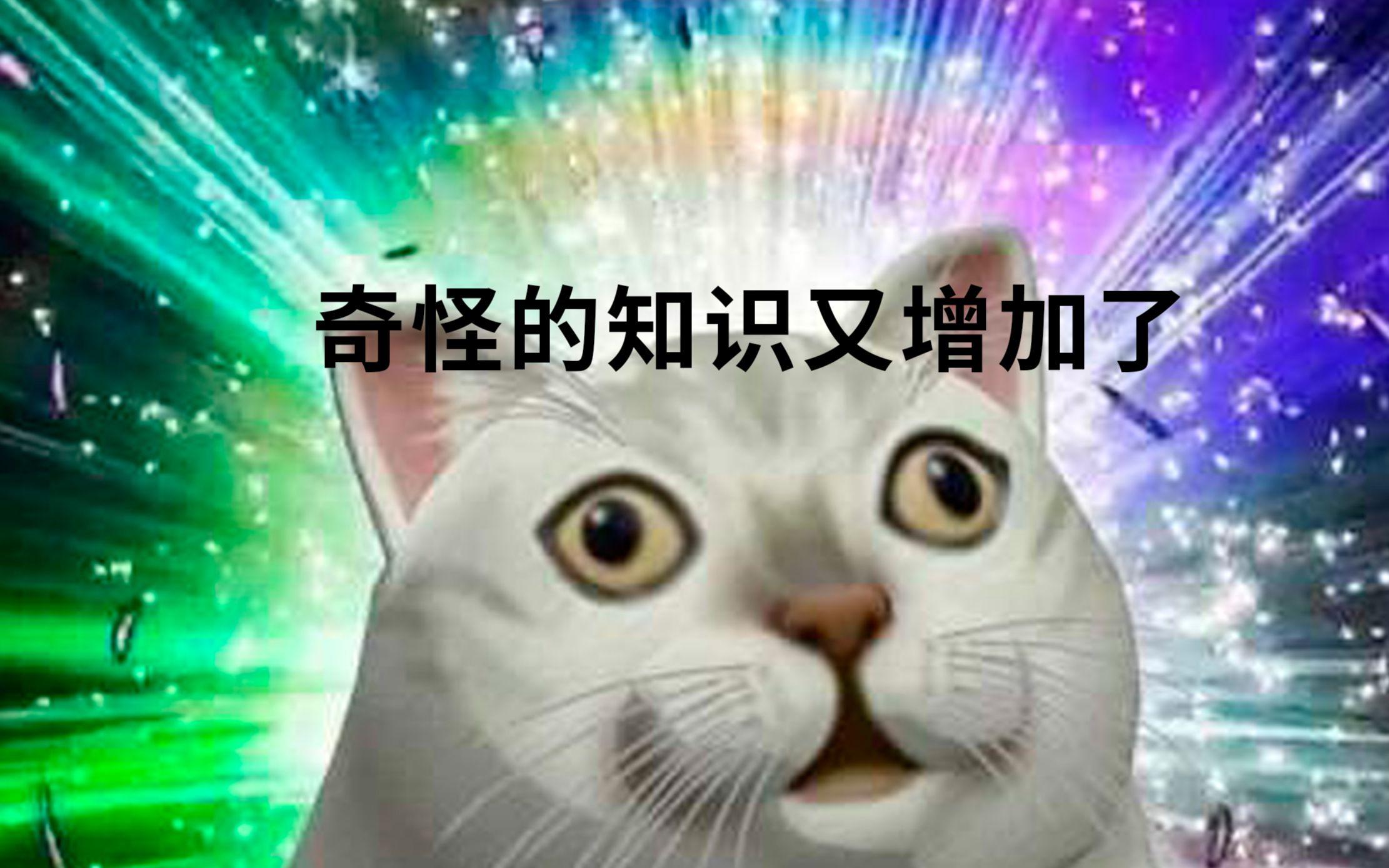 养了一年的小猫咪野性还是挺强,既然选择养小猫咪就要对它负责