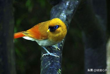 啼叫肝肠断，杜鹃是何鸟