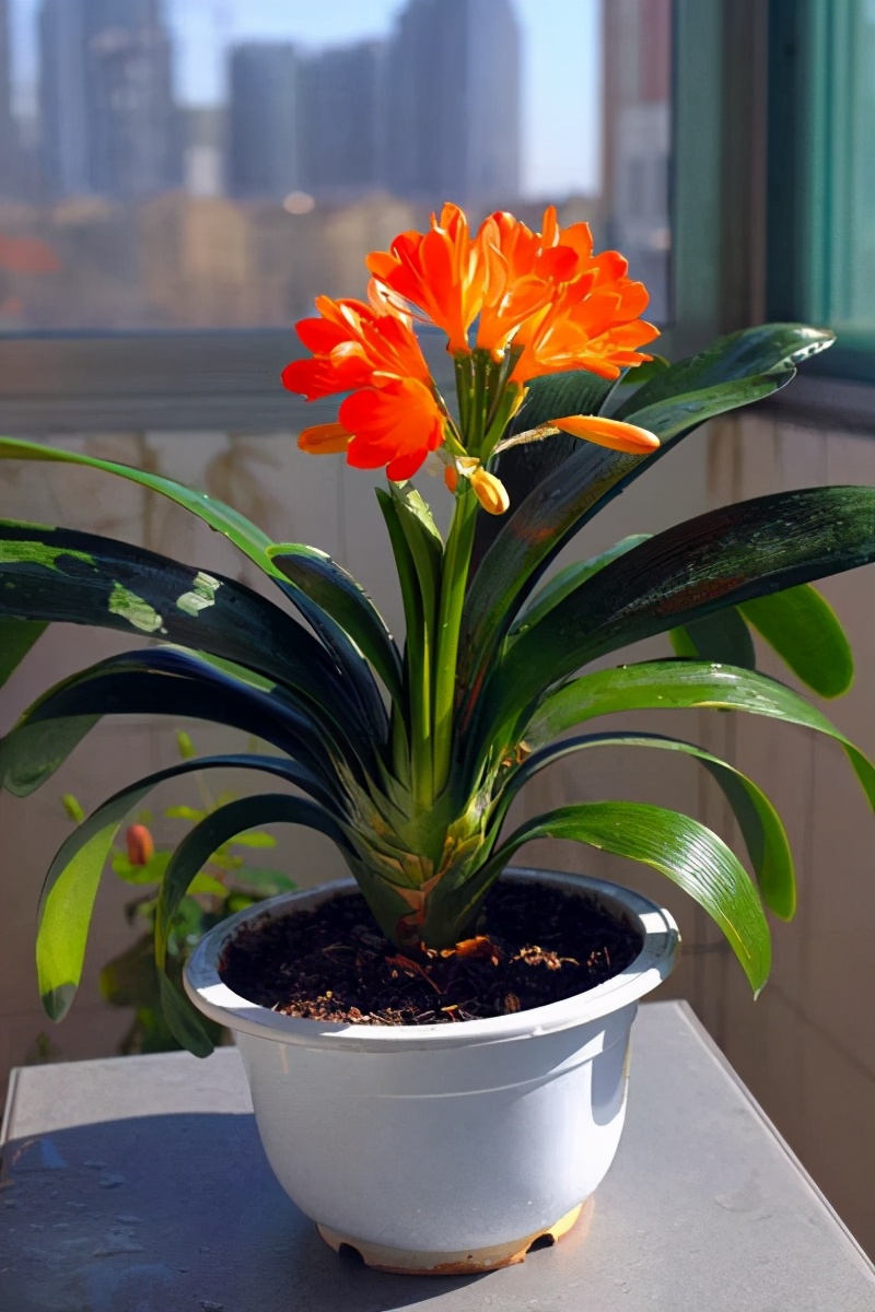 君子兰寓意,君子兰怎么辨别烂根