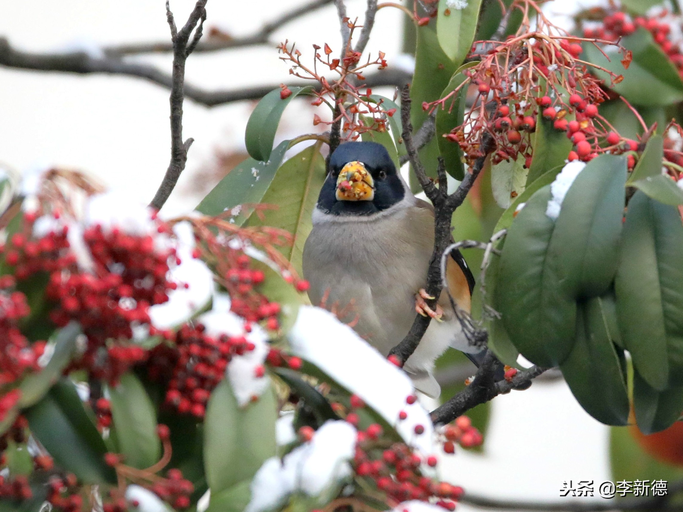 安徽合肥：大雪过后阳光灿烂，铜嘴鸟在树上觅食