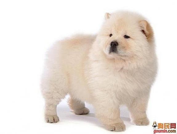 鐙楃嫍澶у叏鍙埍,鍙埍鐨勫皬鐙楃嫍閫佺粰鐖辩嫍浜哄＋