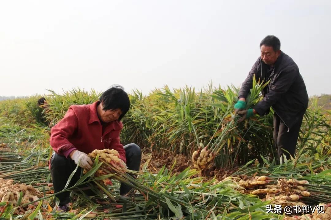 生姜种出脱贫致富路,生姜产业带动了地方经济