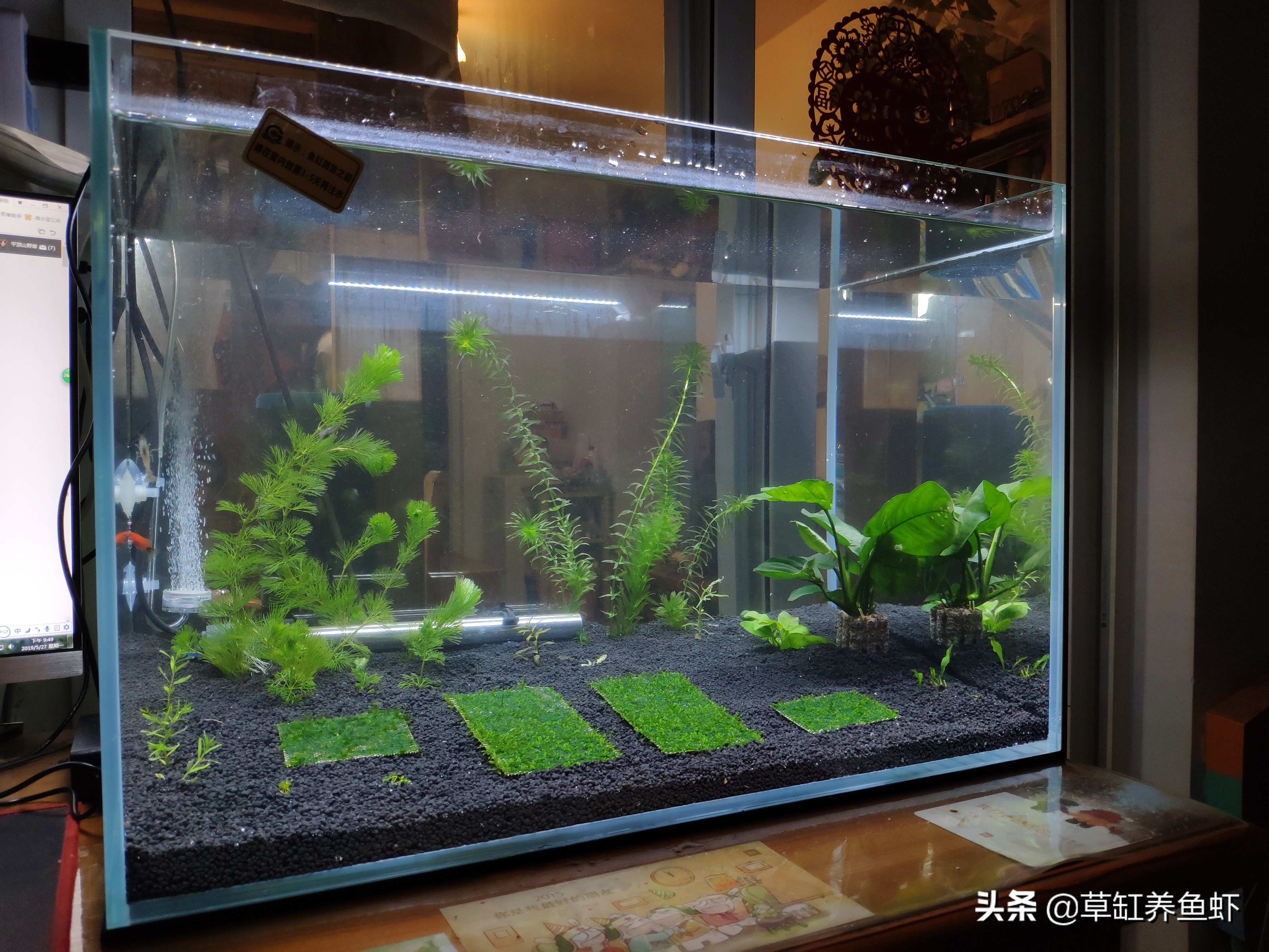 杜鹃根做莫斯树时间长会腐烂吗,莫斯树造景用沉木还是杜鹃根