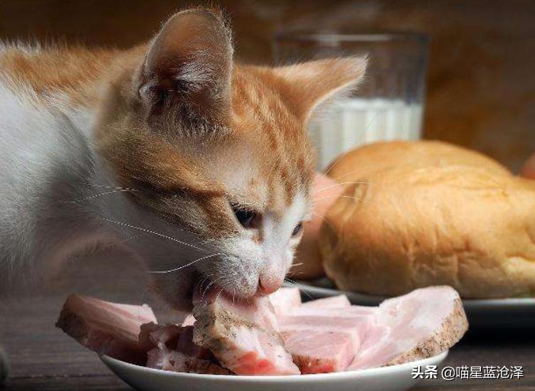 辟谣猫咪蒜瓣毛,猫咪喝纯牛奶辟谣