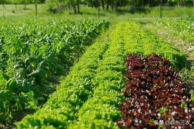 自制液体肥有效吗,农民发明灌水溶肥神器