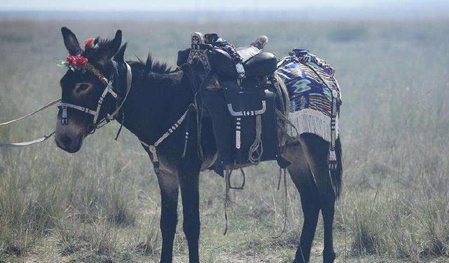 孙女高考仅考了47分爷爷含泪,孙女高考仅得47分爷爷查分震撼了