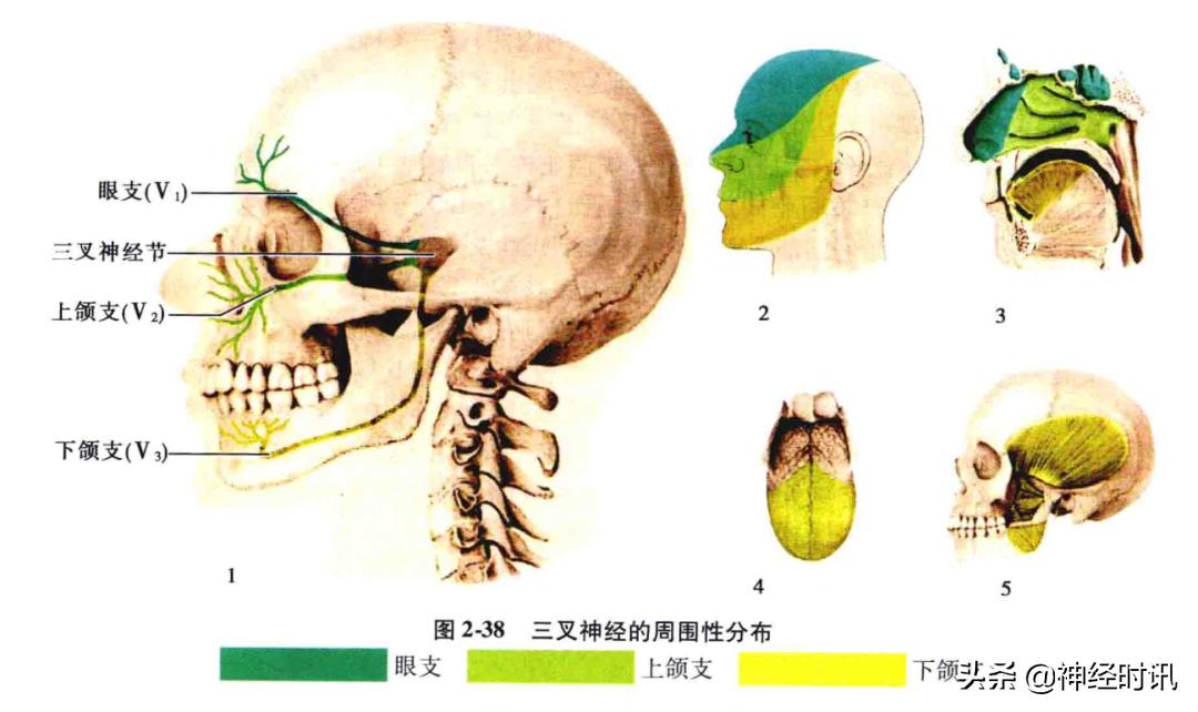 脑干解剖,脑干神经解剖