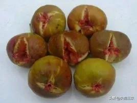 无花果相关知识,无花果的秘密图文结合