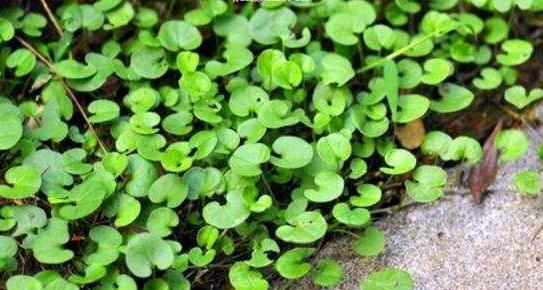 像马蹄金一样的草是什么草,这种草很珍贵堪称宝物却是白菜价