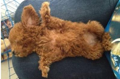 泰迪狗爱你会怎么表现,泰迪犬一直卧在你身边是为什么