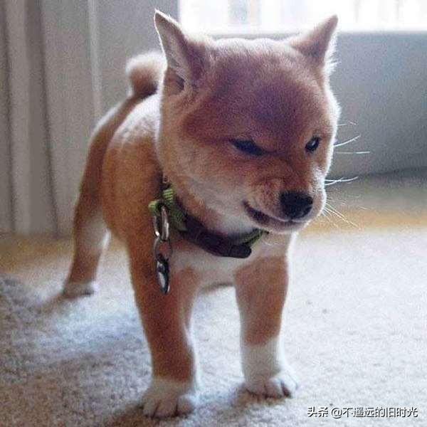 如果被凶狗追着咬怎么办,如果被超大的凶猛的狗追该怎么办