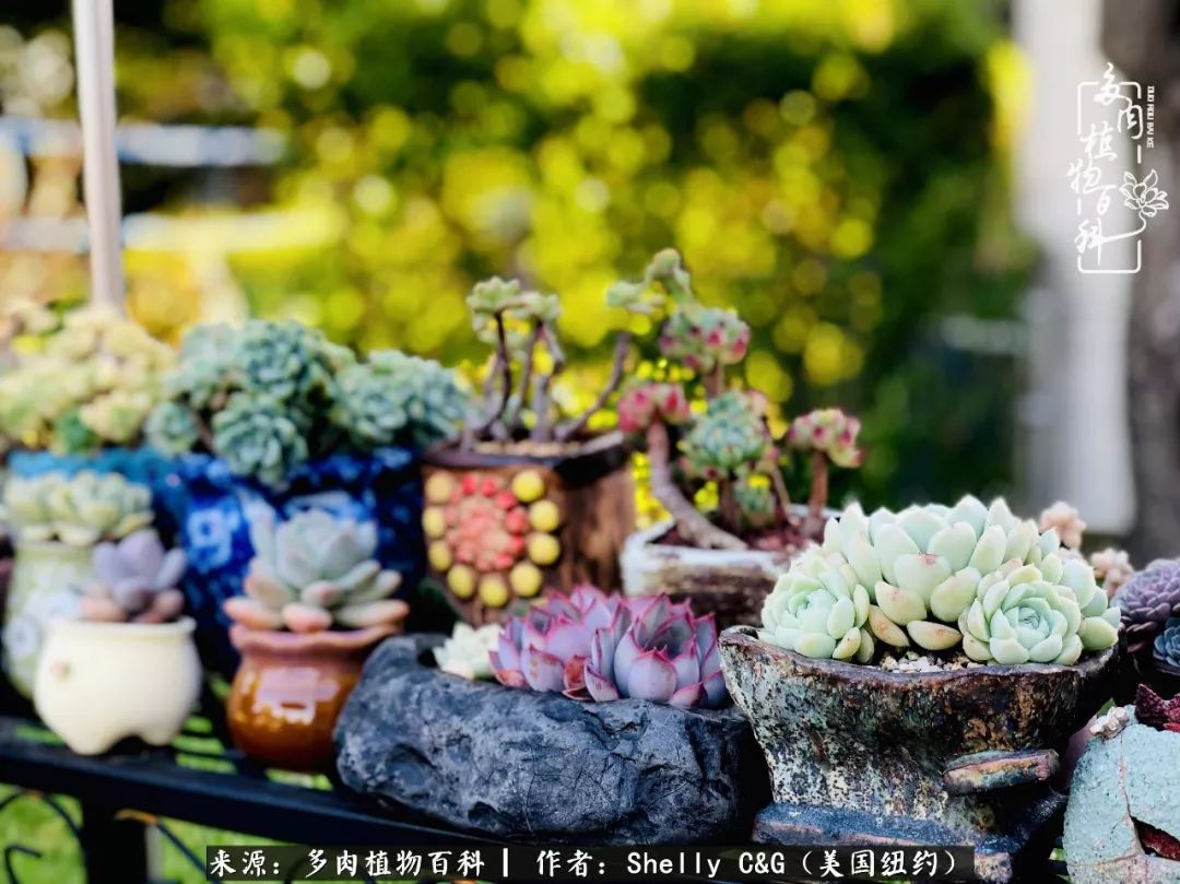 美国纽约有多少华裔人,美国纽约有多少个华人