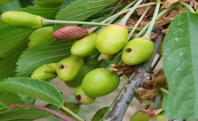 樱桃6月高发害虫,危害樱桃幼芽出现网状叶的害虫