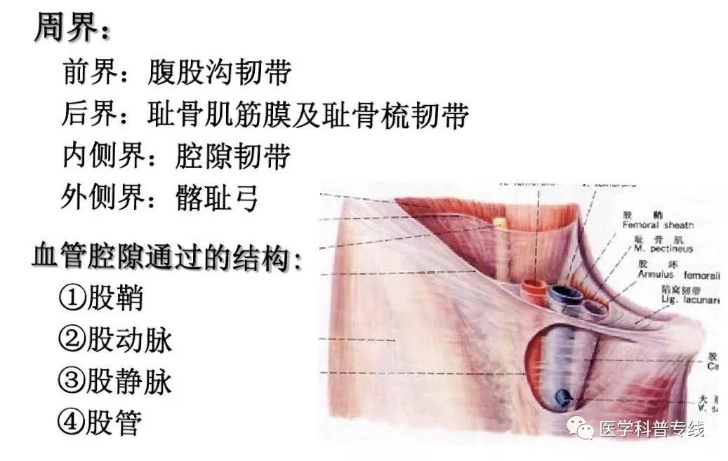 踝关节扭伤小科普,腹股沟韧带拉伤表现