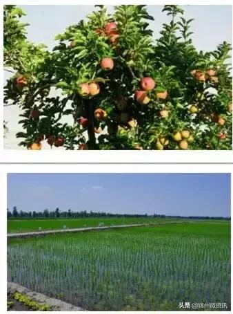 辽宁国家级示范区规划,辽宁凌海农业发展