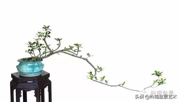 素仁格与文人树,你怎么看?