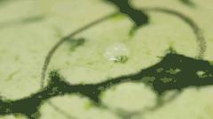 水果特别甜是不是不能吃,齁甜的水果能多吃吗