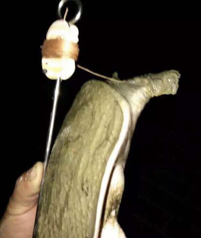 猪肝钓甲鱼真有那么神奇吗,猪肝钓甲鱼放在水里几个小时有效