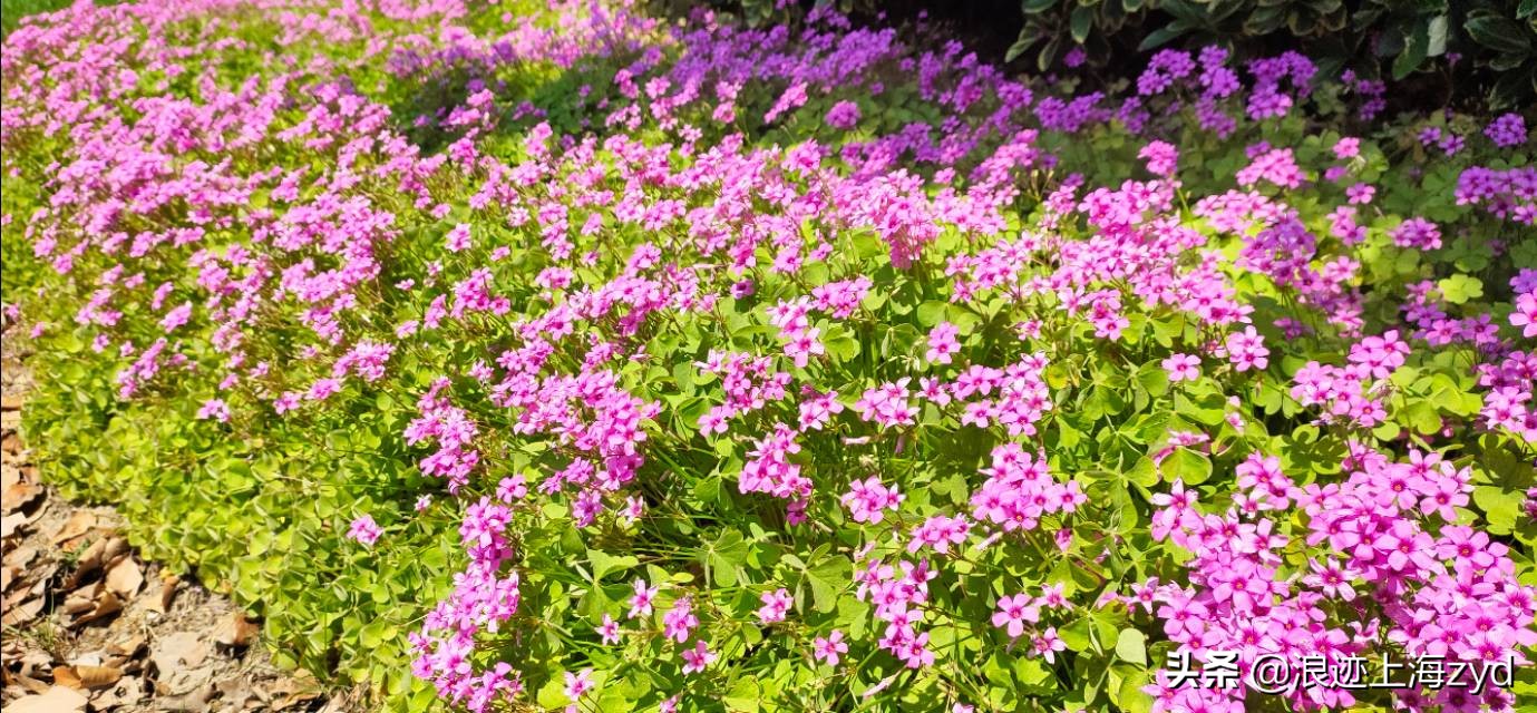 满地都是草的功效与作用,大面积红花酢浆草