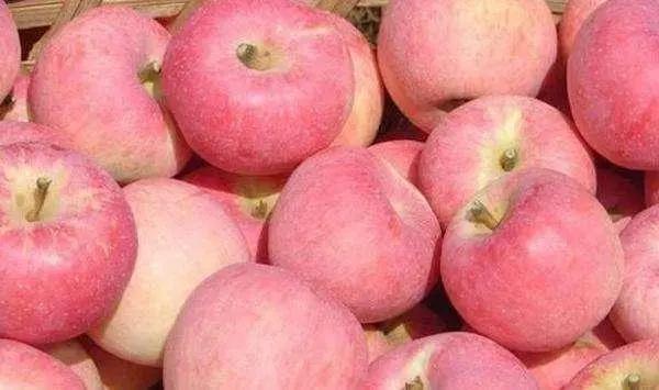 国光苹果最新消息,国光苹果为什么不纯了