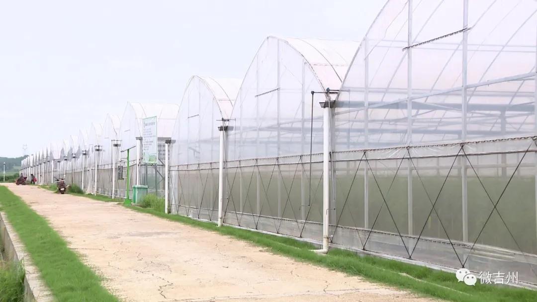 兴桥镇农业,兴桥镇农高区规划图