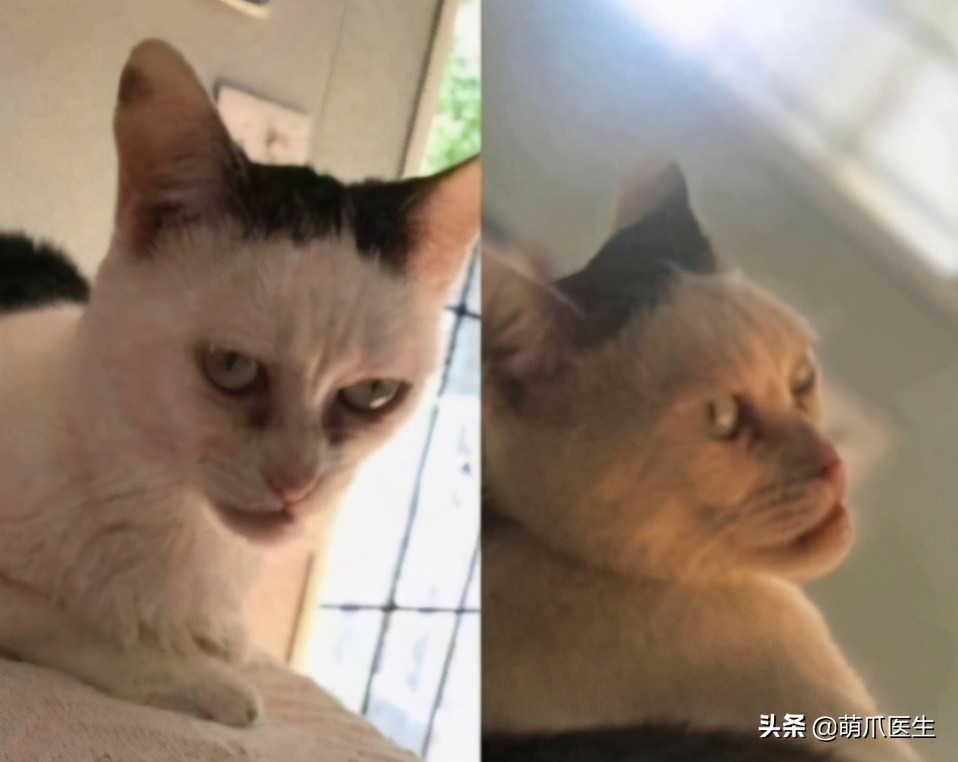 当一只猫有了脸,当一只猫长成了狗的样子
