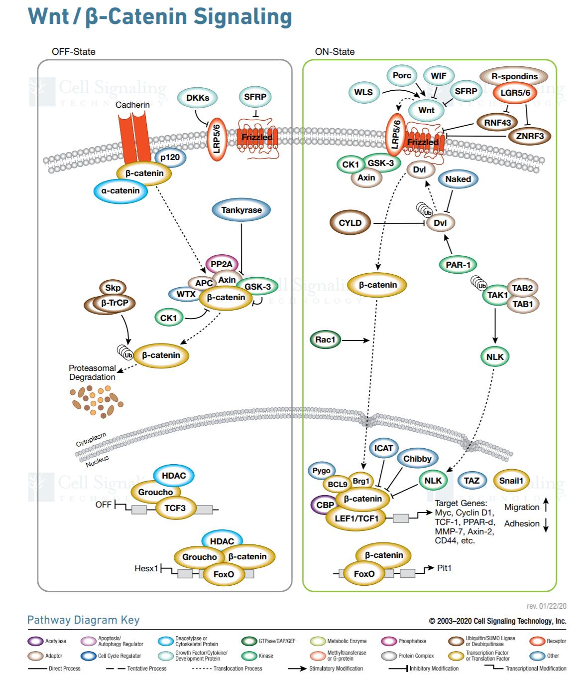 胆囊切除后容易得肠癌吗,胆囊切除术后容易得肠癌吗
