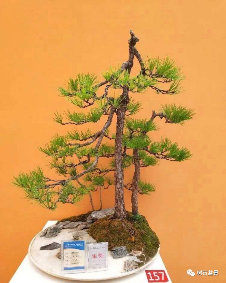 杨派盆景传承人,杨派盆景非遗传承人