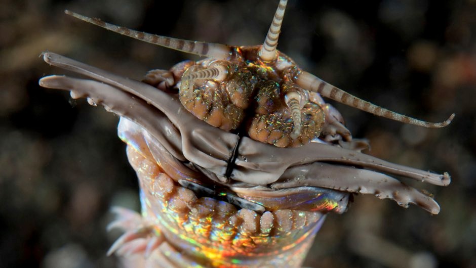 云南虫谷不死虫怎么死的,霍氏不死虫怎么产生的