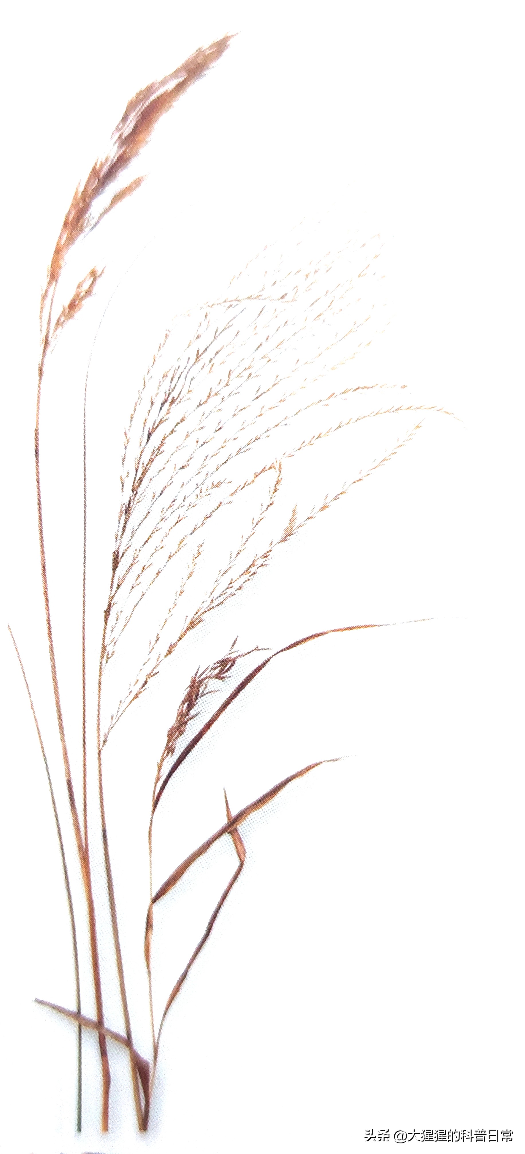 单子叶植物双子叶植物的简图,单子叶植物叶脉是什么