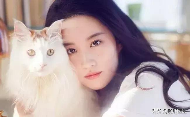 猫怎么越长越丑,为什么猫长得越丑越受欢迎