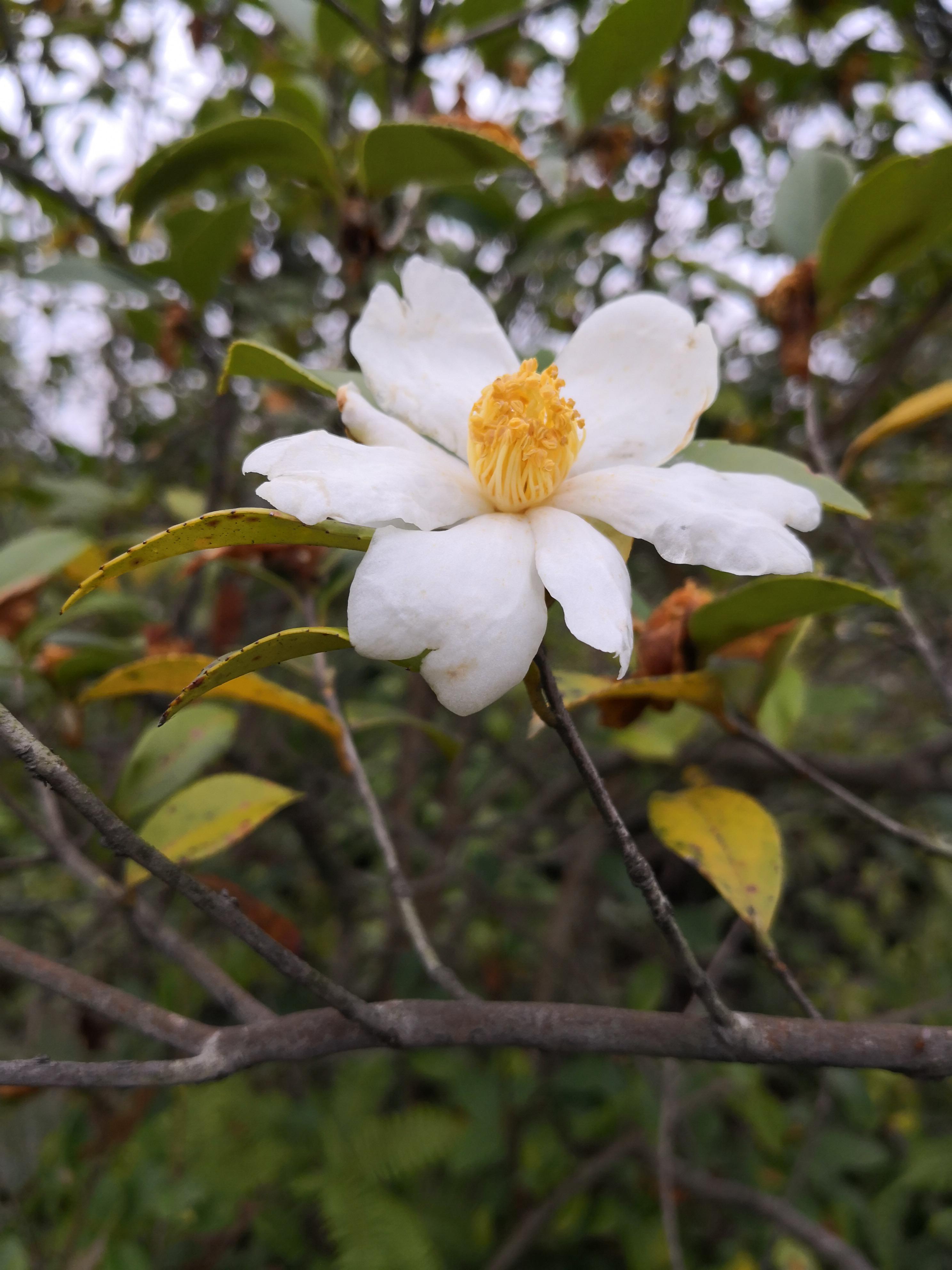 胡说东北话咋说,胡说新疆话怎么说