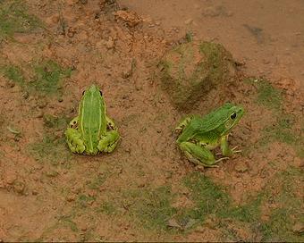 呱呱~石潭有个“青蛙王子”，每天都与500万只青蛙玩耍！