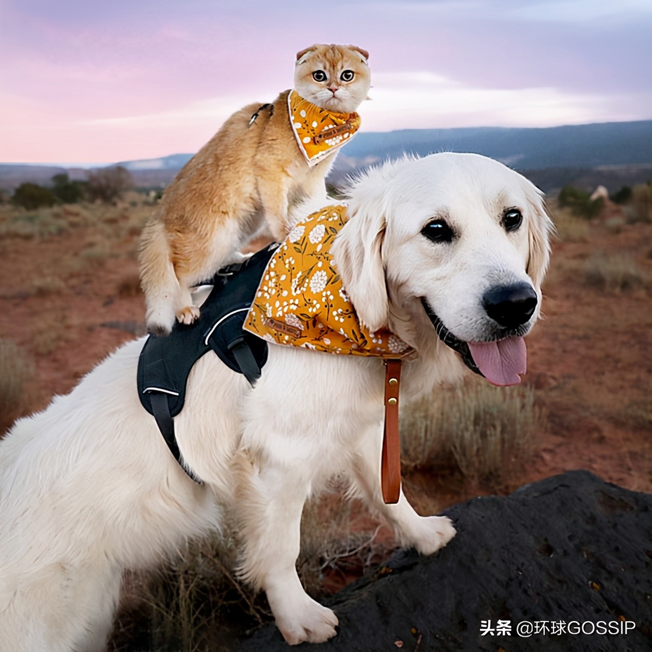 苏格兰与折耳猫,苏格兰折耳猫和折耳猫