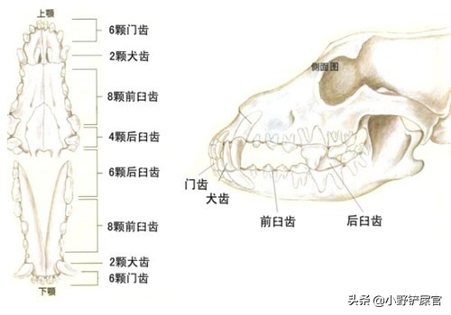 狗狗牙不齐视频,狗狗牙不完整
