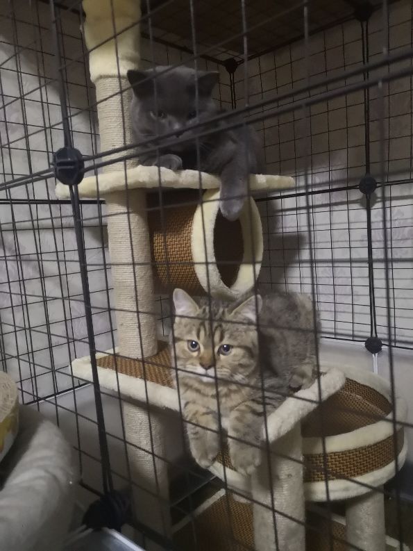 那些年养猫走过的弯路有哪些,新手养猫必备知识