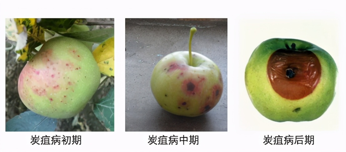 苹果上面的黑点是病害还是虫害,苹果上有黑斑是什么病怎么防治