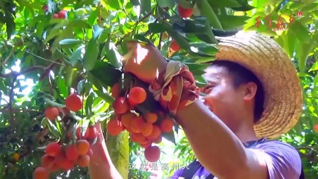 茂名：闻名国内外高州荔枝的前世今生，还有很多鲜为人知的故事