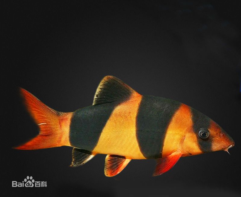 观赏鱼成吉思汗鲨鱼,大型红尾鲶招财猫